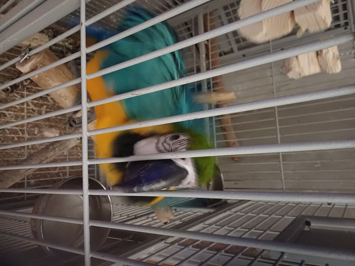 Macaws - {TYPE}