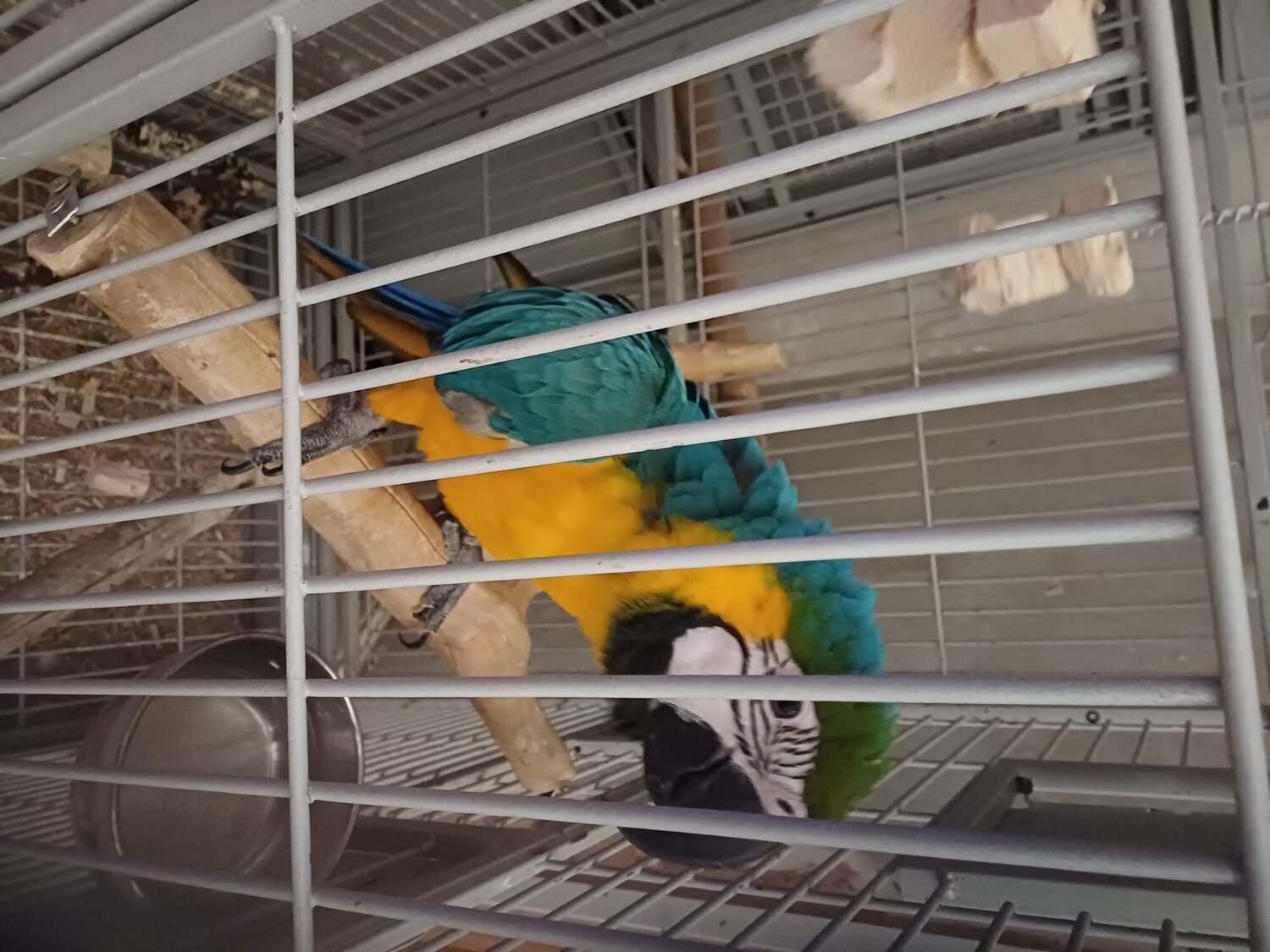 Macaws - 1 year old blue and gold macaw 