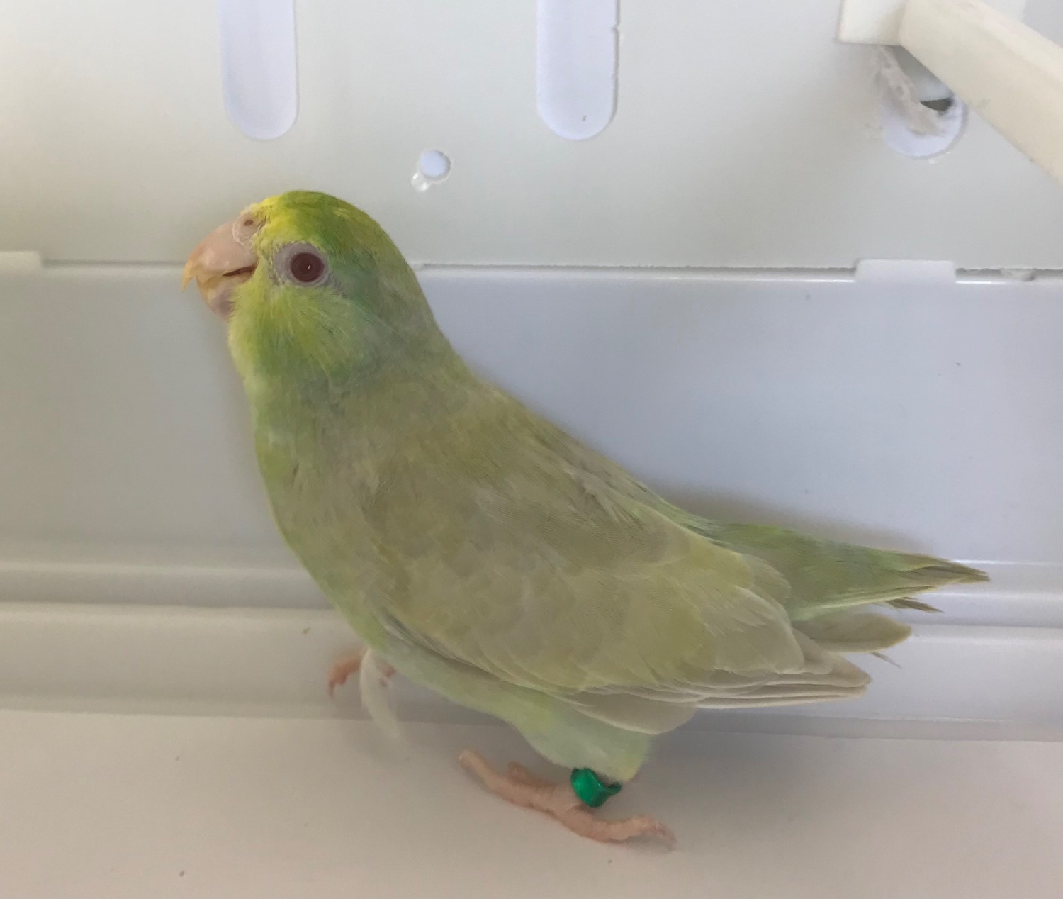 Parrotlets