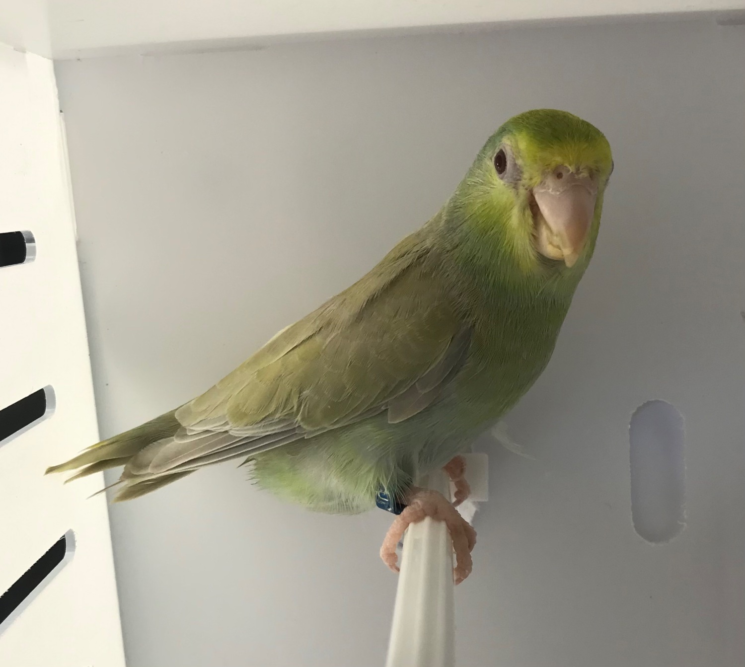 Parrotlets - {TYPE}