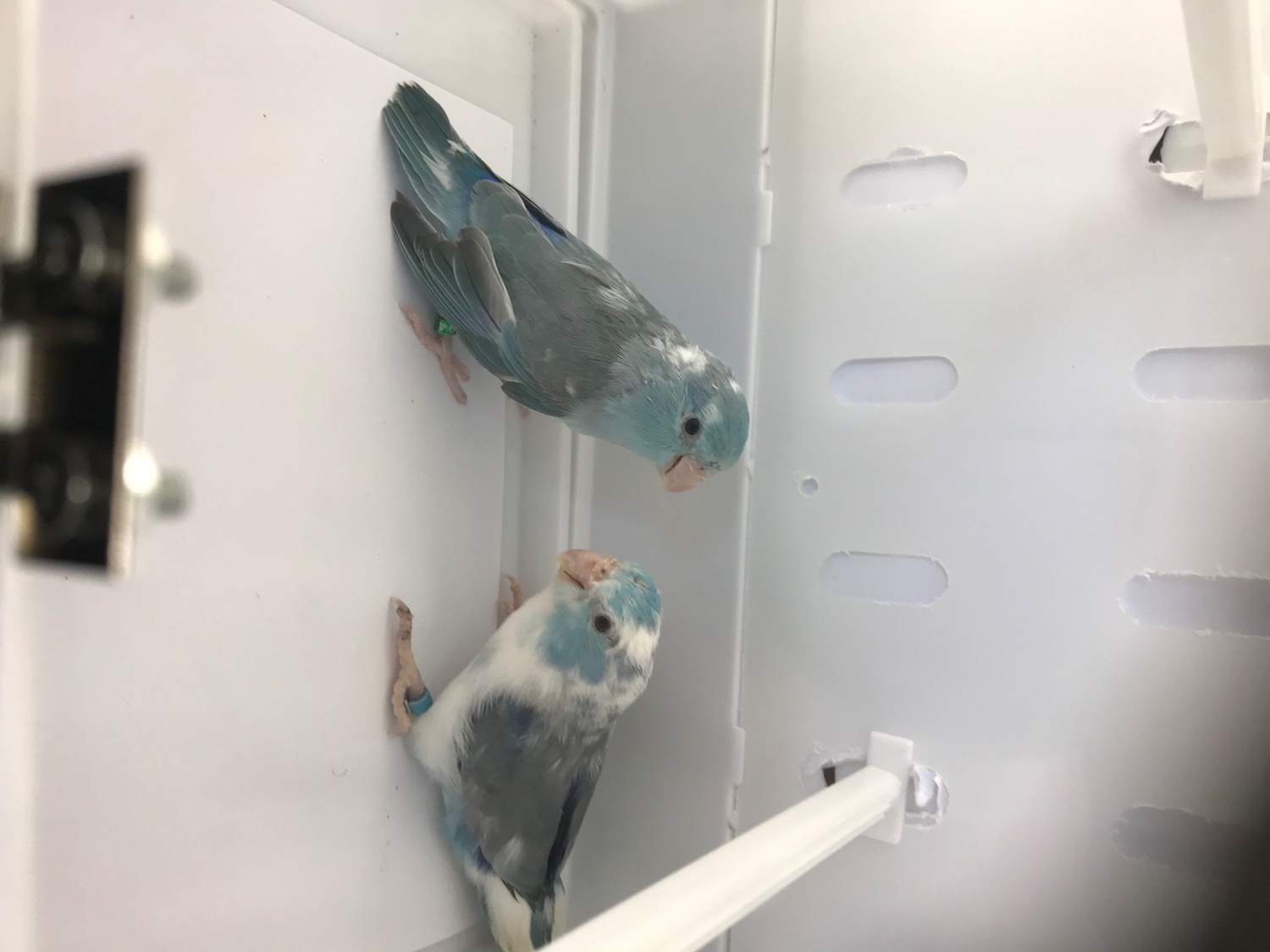 Parrotlets - Parrotlet Pairs mutations