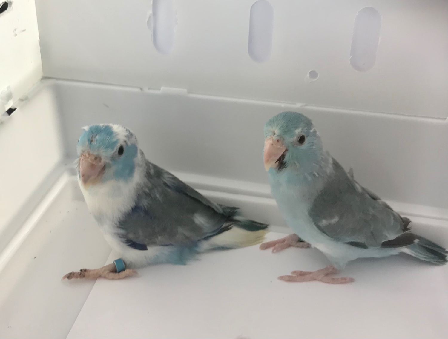 Parrotlet Pairs mutations - Parrotlets