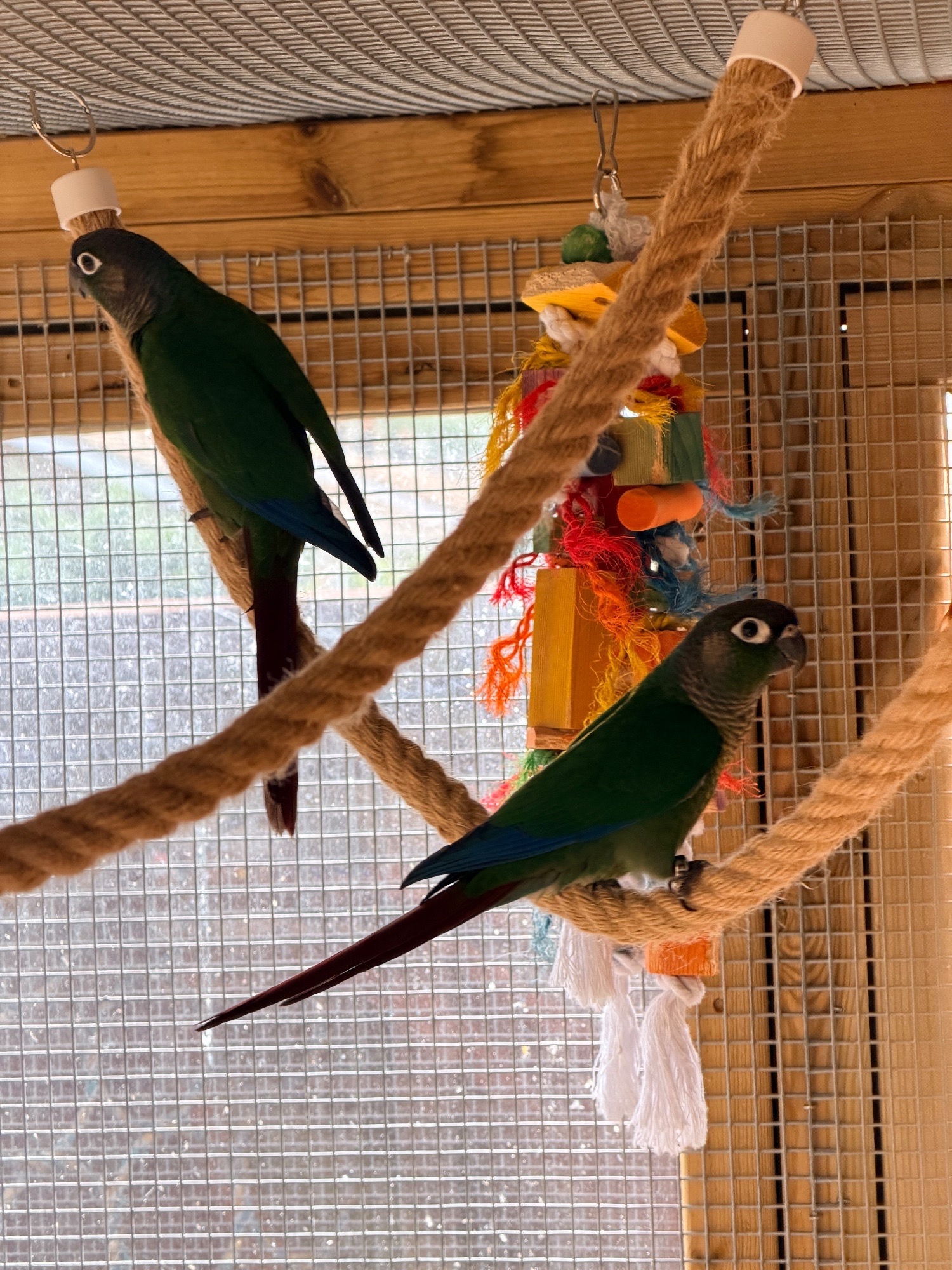 Baby conures  ( Alford )  in {LOCATION}