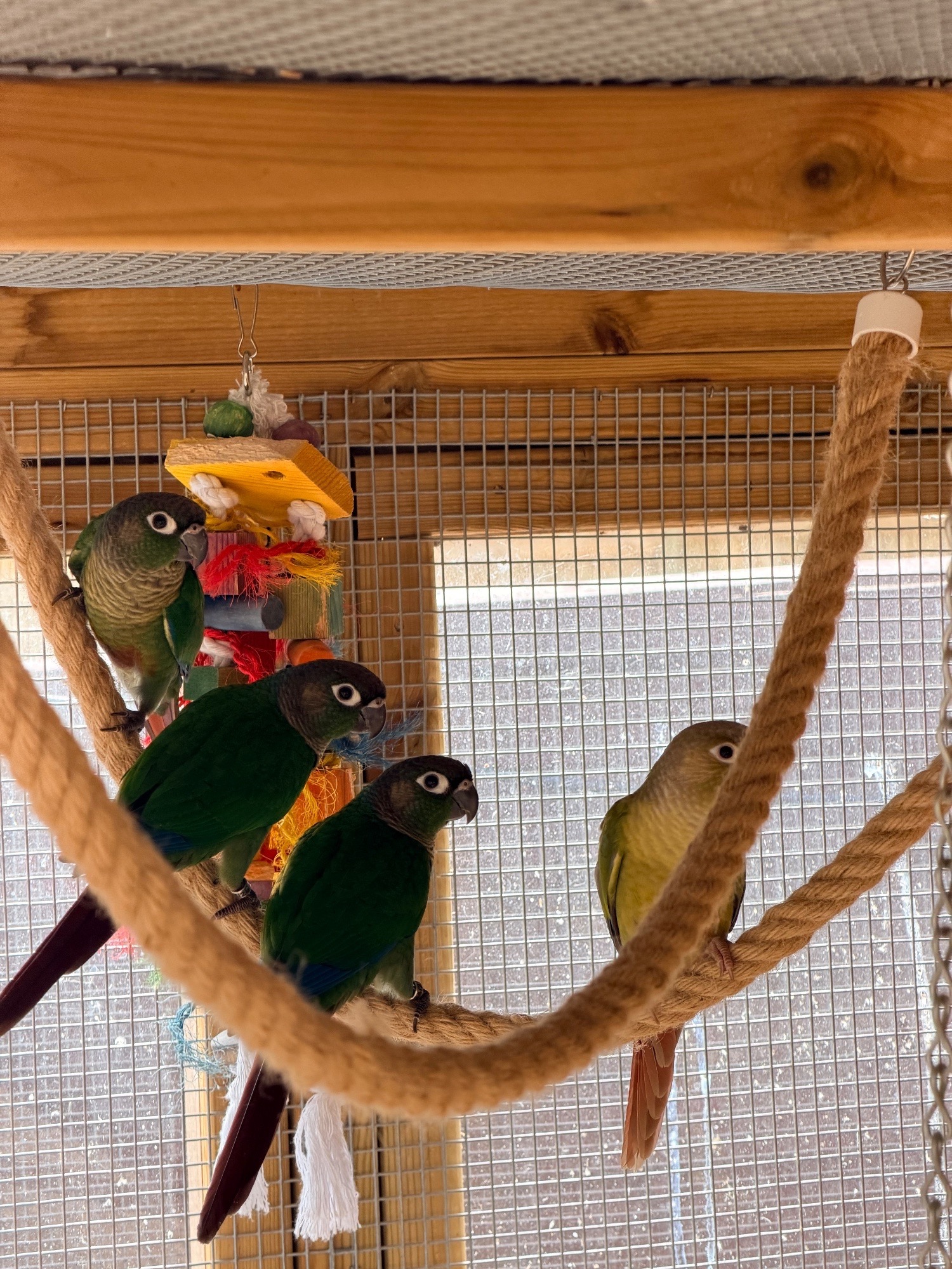Conures