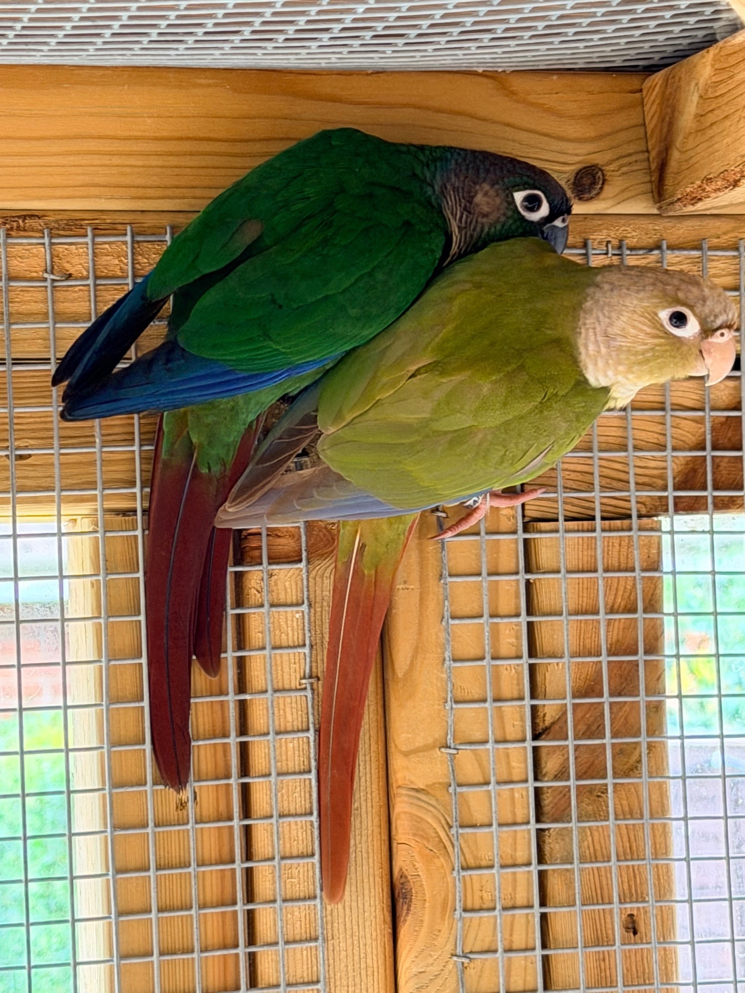 Conures - {TYPE}