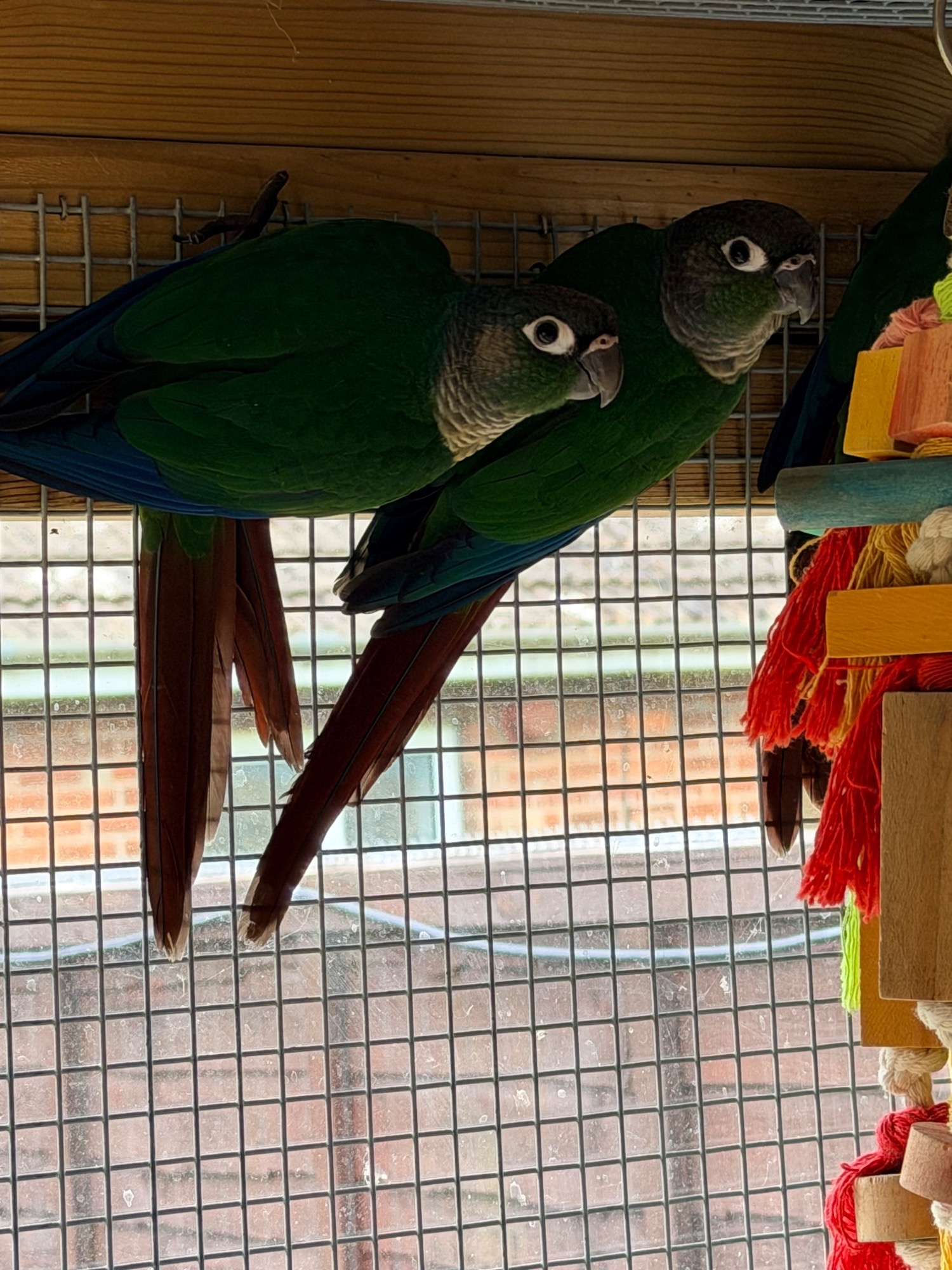 Conures - Baby conures  ( Alford ) 