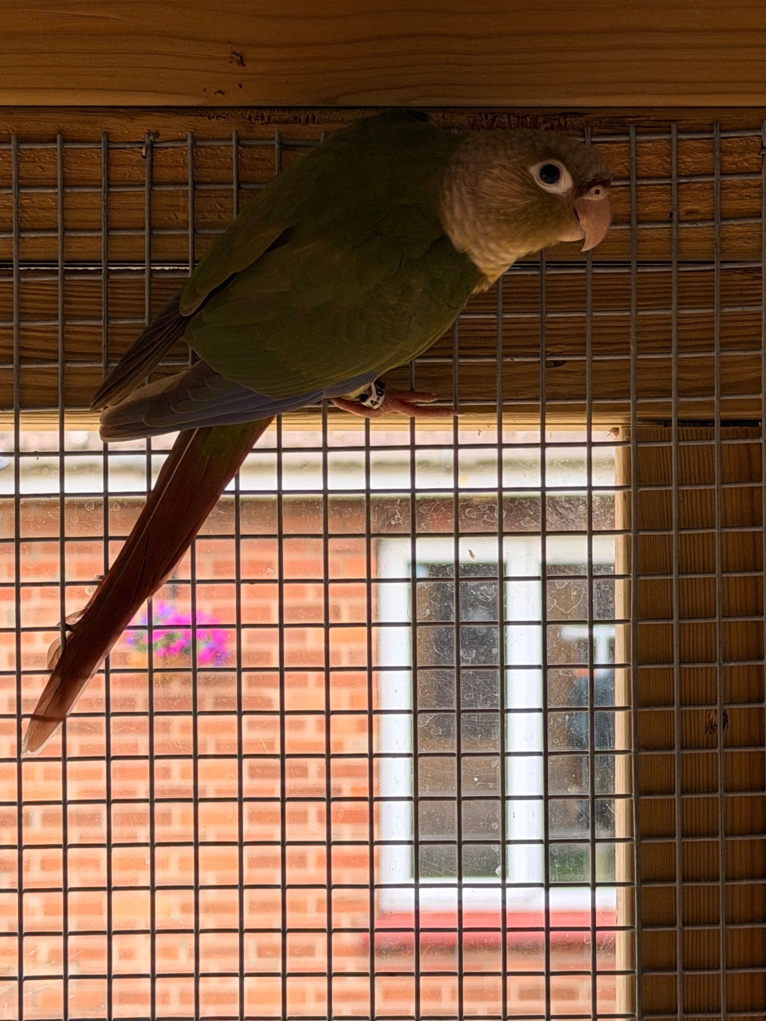 Baby conures  ( Alford )  - Conures
