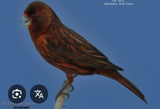 Canaries - {TYPE}