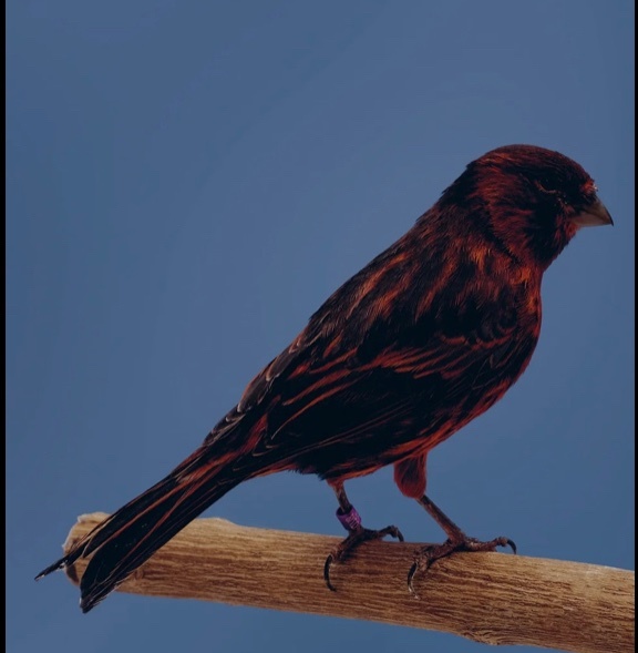 Canaries - Phaeo and Red Black Canaries