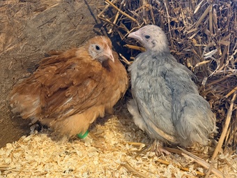 PEKIN BANTAM CHICKS 