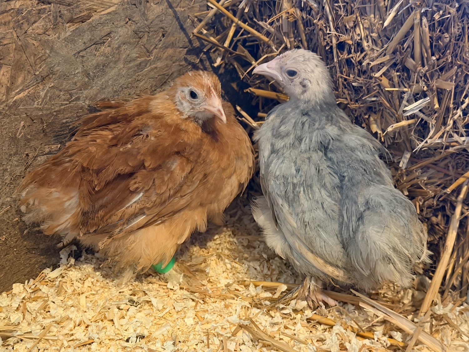 PEKIN BANTAM CHICKS  in {LOCATION}