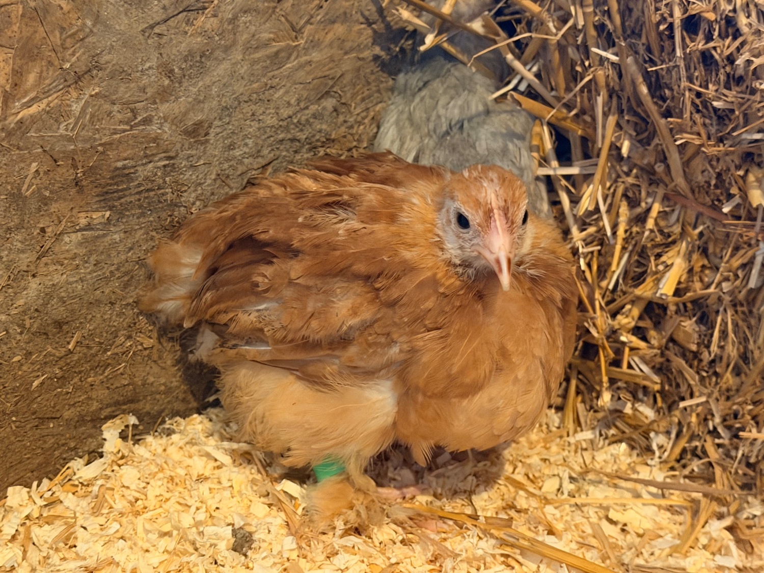 Chickens