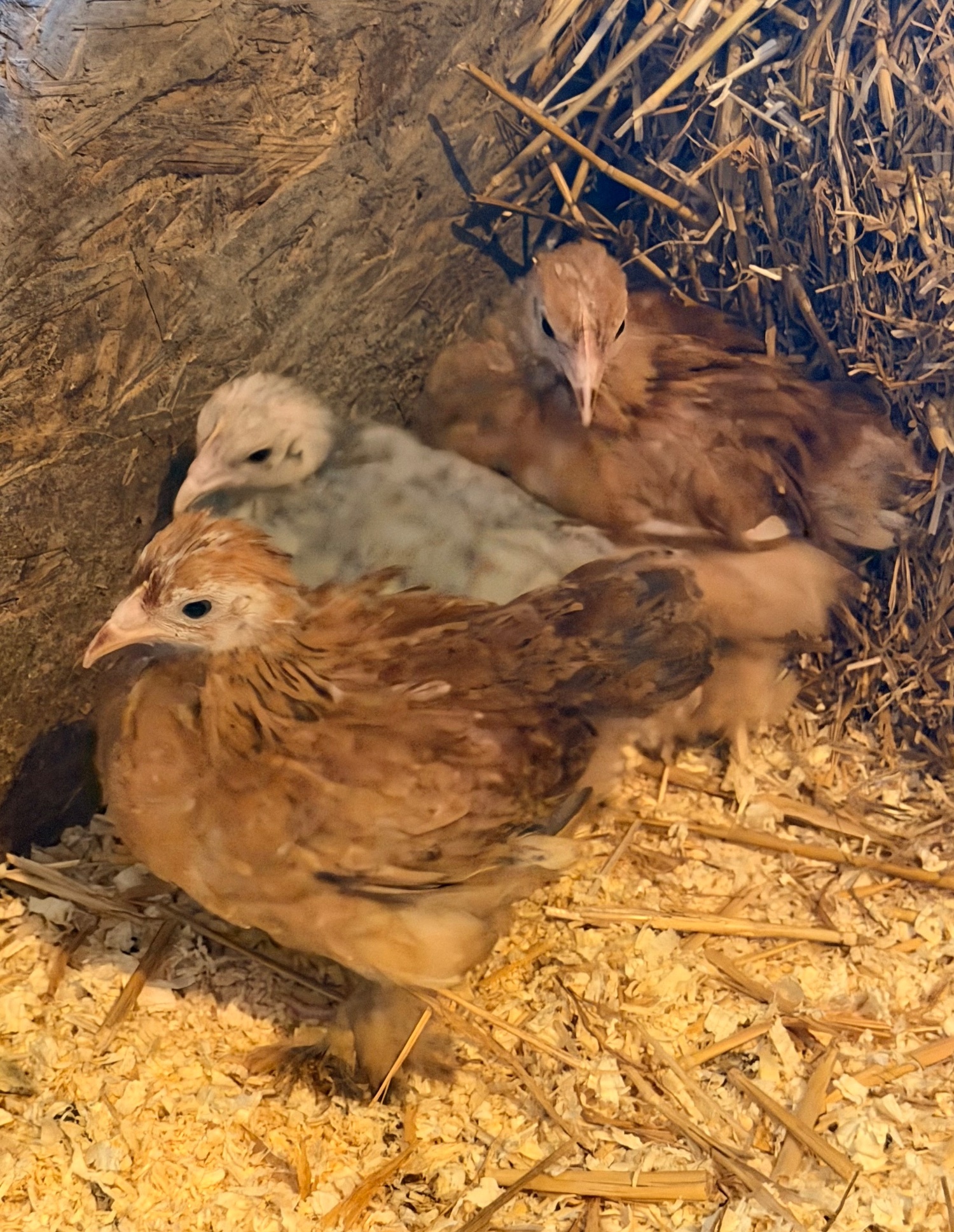 Chickens - {TYPE}