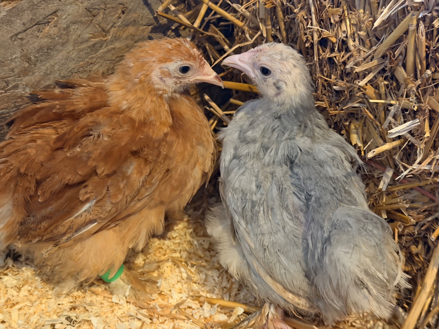 Chickens - PEKIN BANTAM CHICKS 