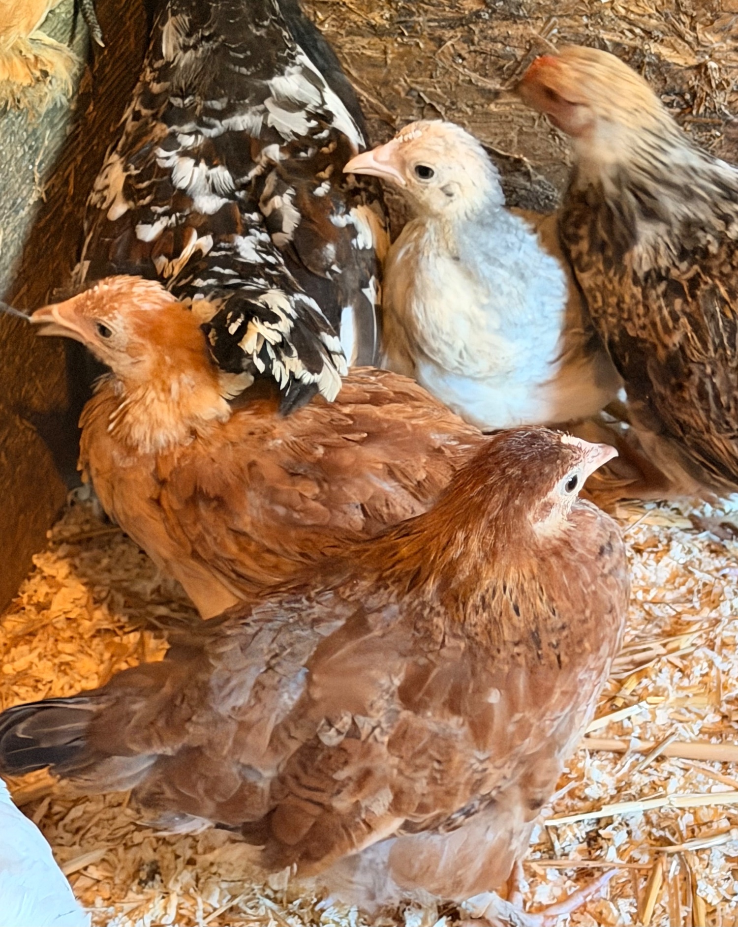 PEKIN BANTAM CHICKS  - Chickens