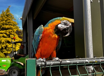 Handsome blue and gold macaw for sale due to relocation