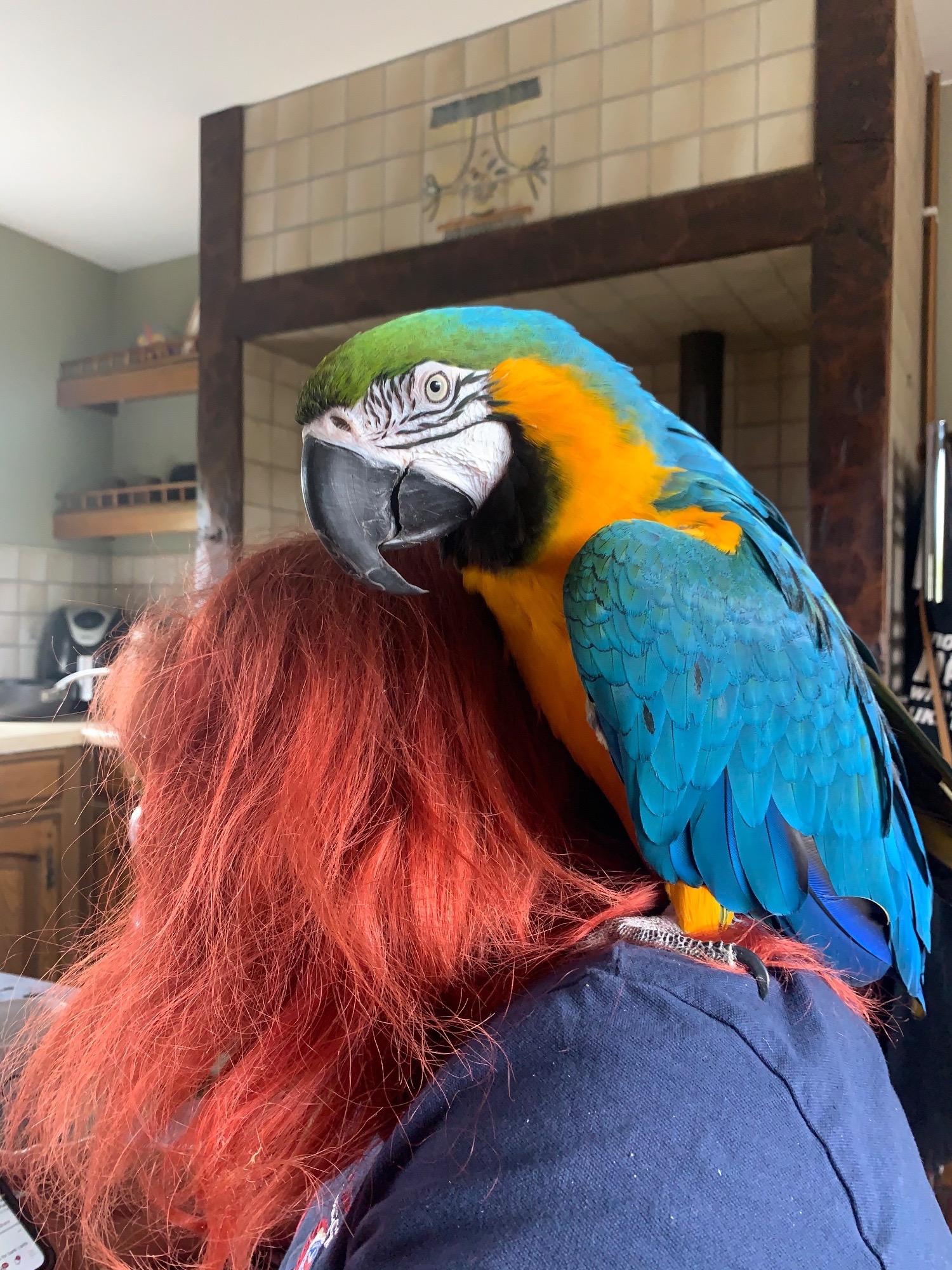 Macaws
