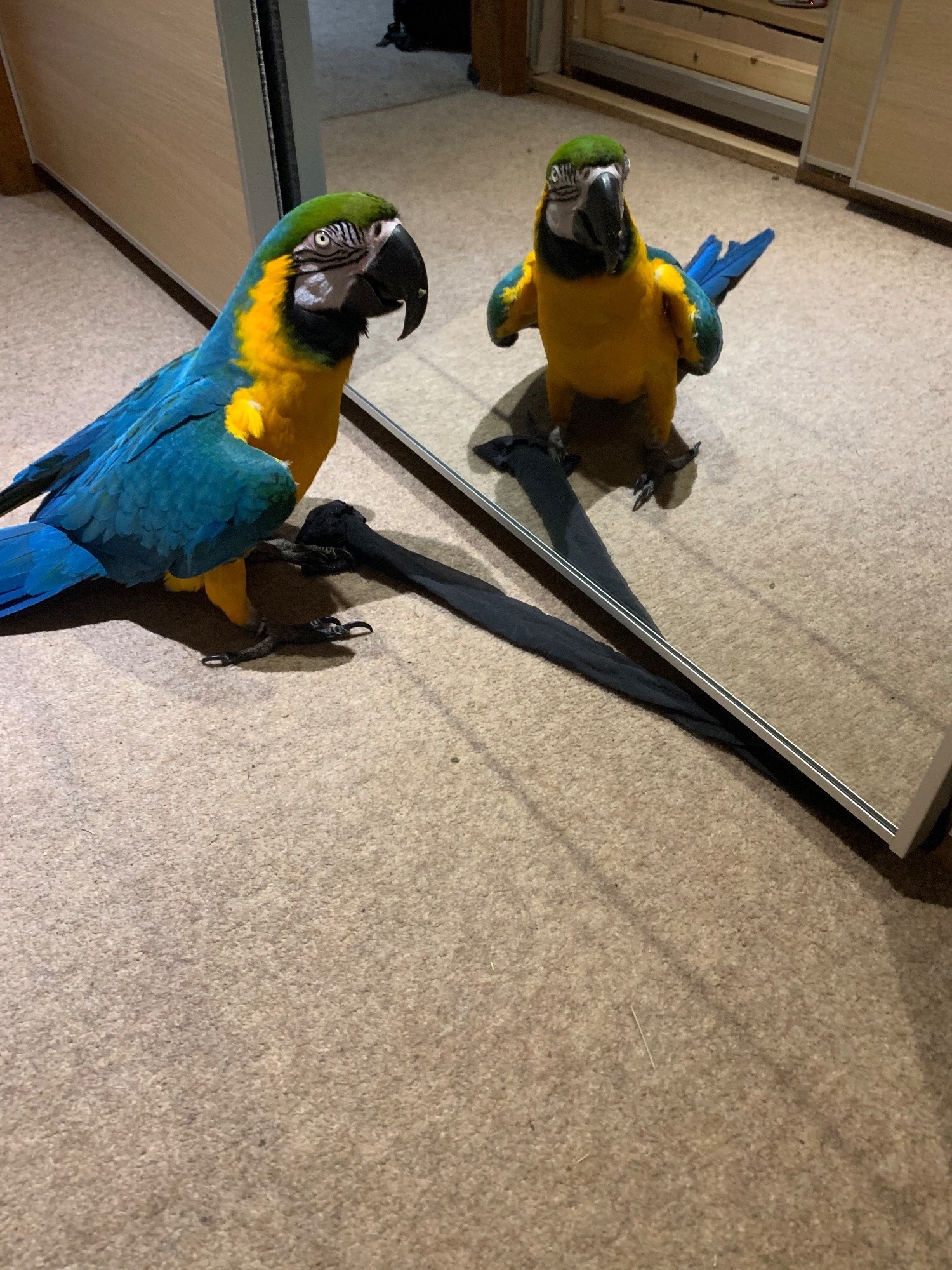 Macaws - {TYPE}