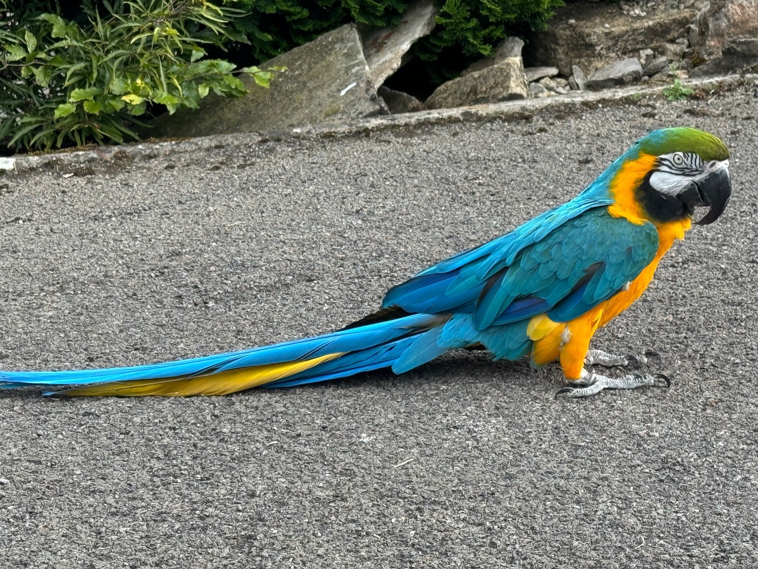 Macaws - Handsome blue and gold macaw for sale due to relocation