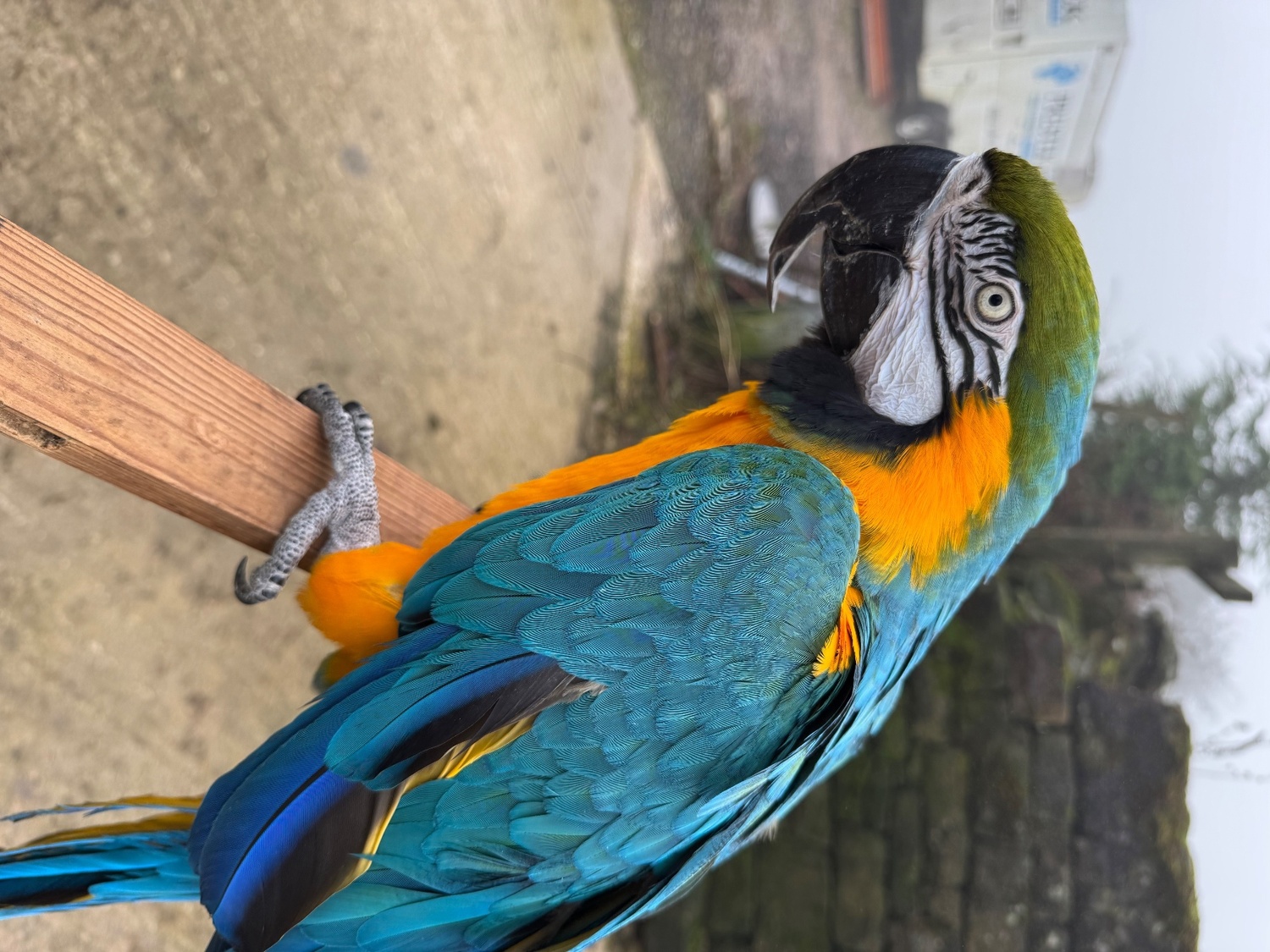Handsome blue and gold macaw for sale due to relocation - Macaws