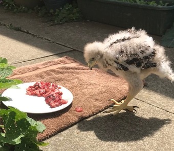 Harris Hawk Male 2026 for Imprinting Cambridgeshire