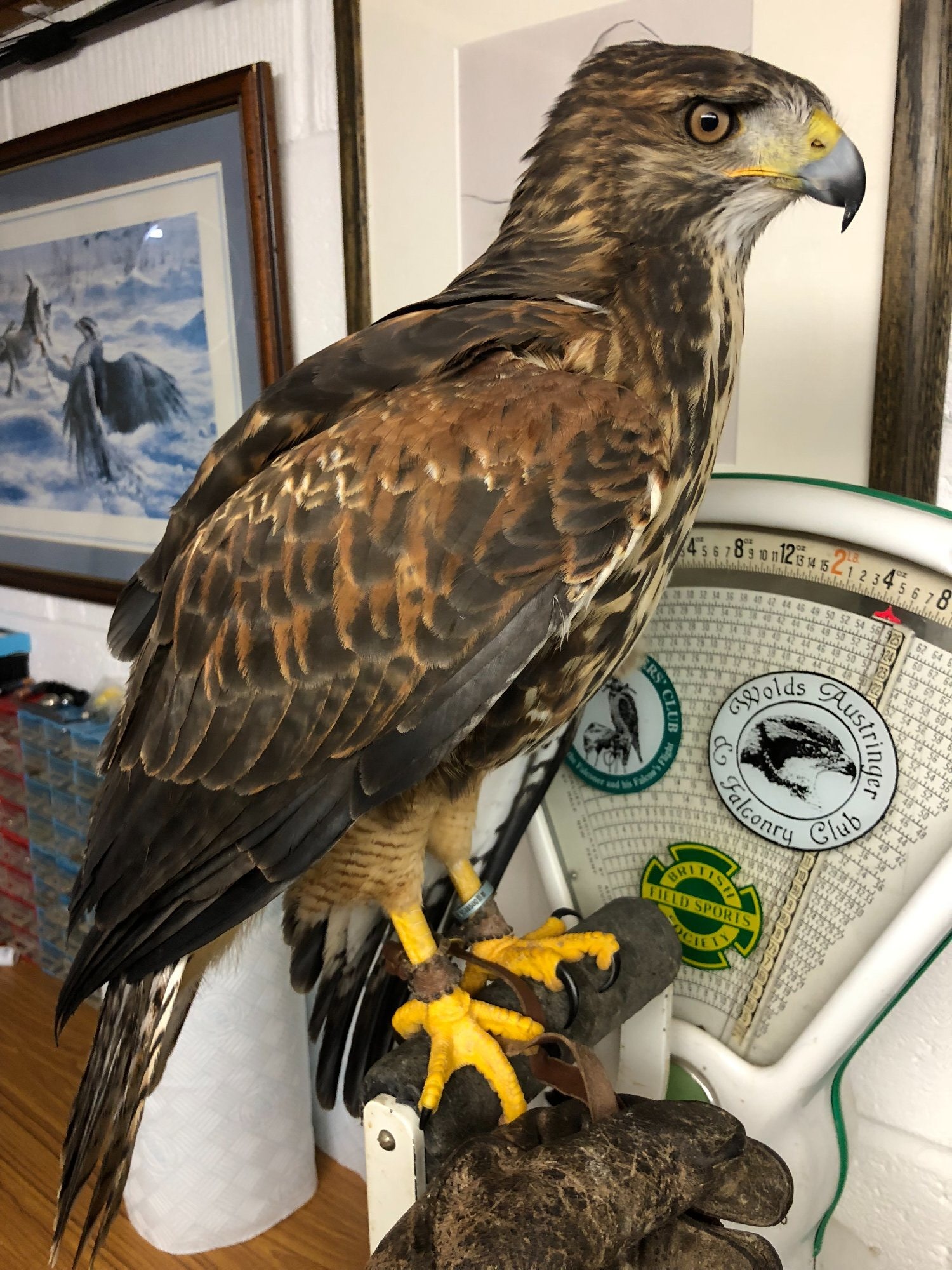 For Sale Harris Hawk x Redtail Hybrid  ***sold subject to collection*** in {LOCATION}