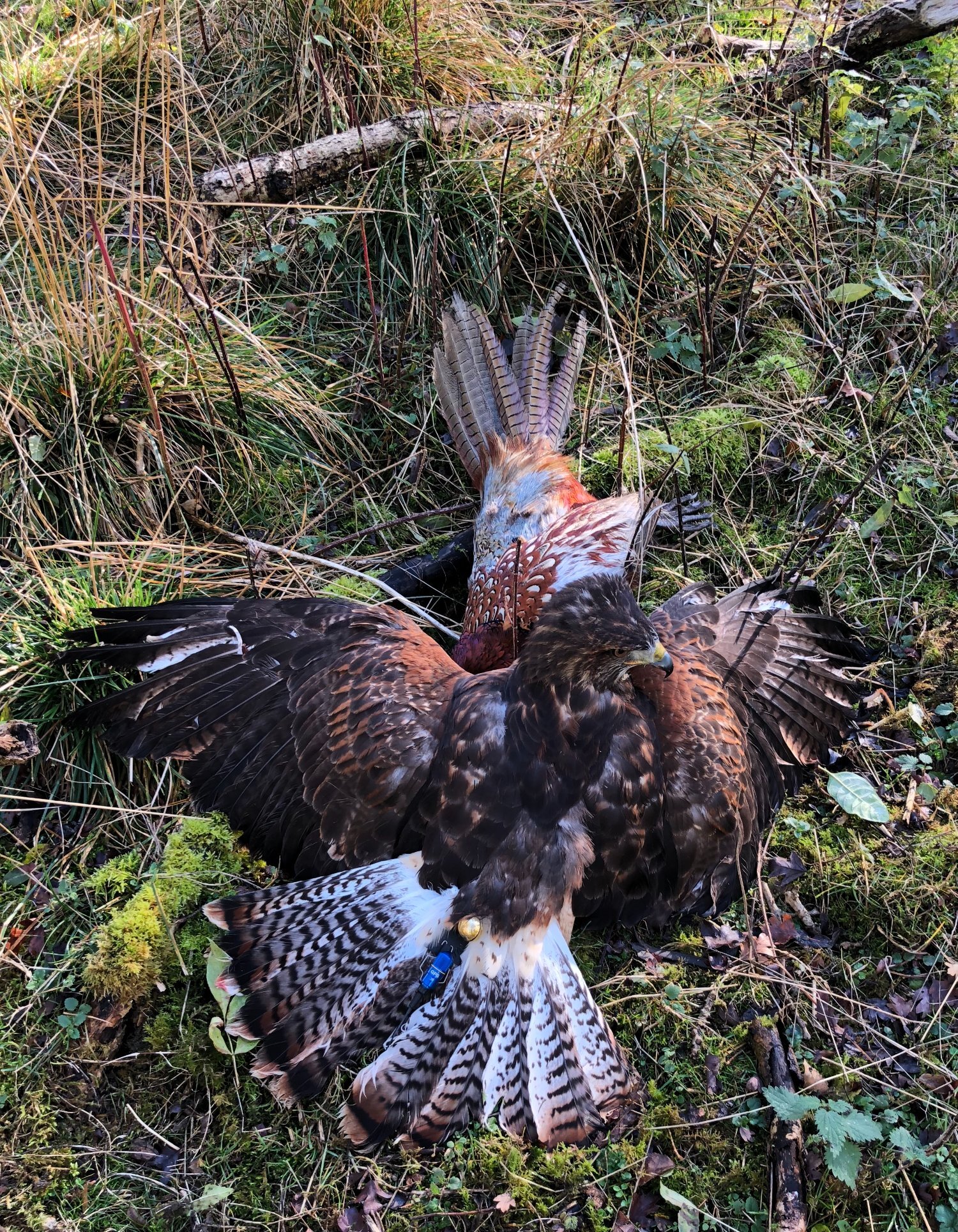 Hawks - For Sale Harris Hawk x Redtail Hybrid  ***sold subject to collection***