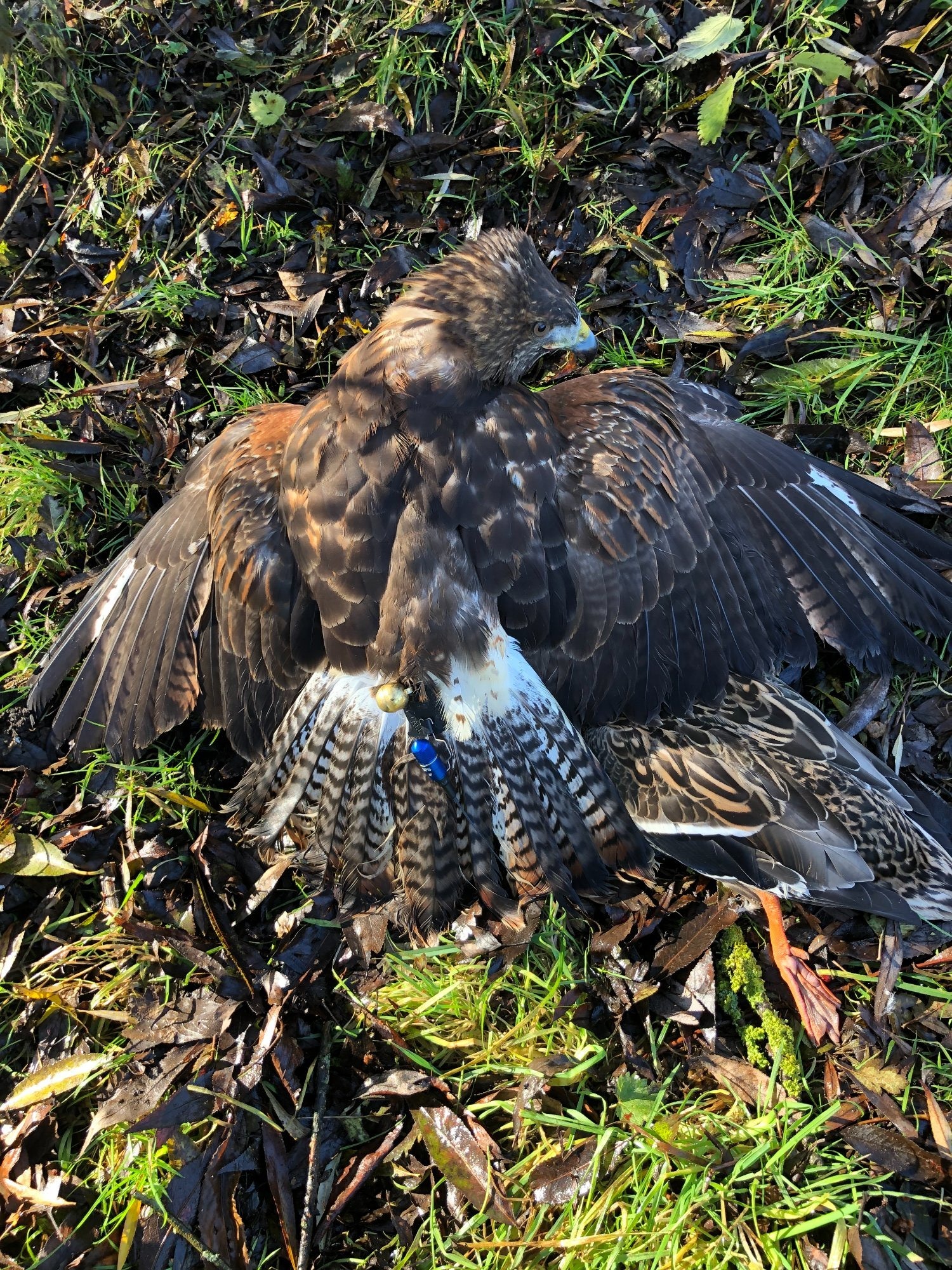 For Sale Harris Hawk x Redtail Hybrid  ***sold subject to collection*** - Hawks