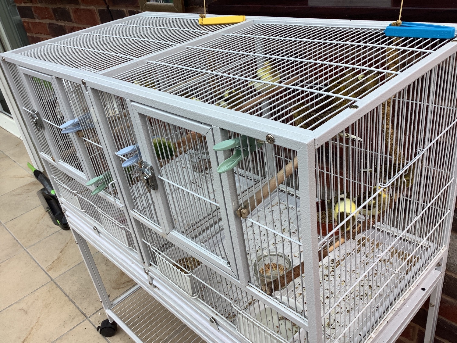 Canaries