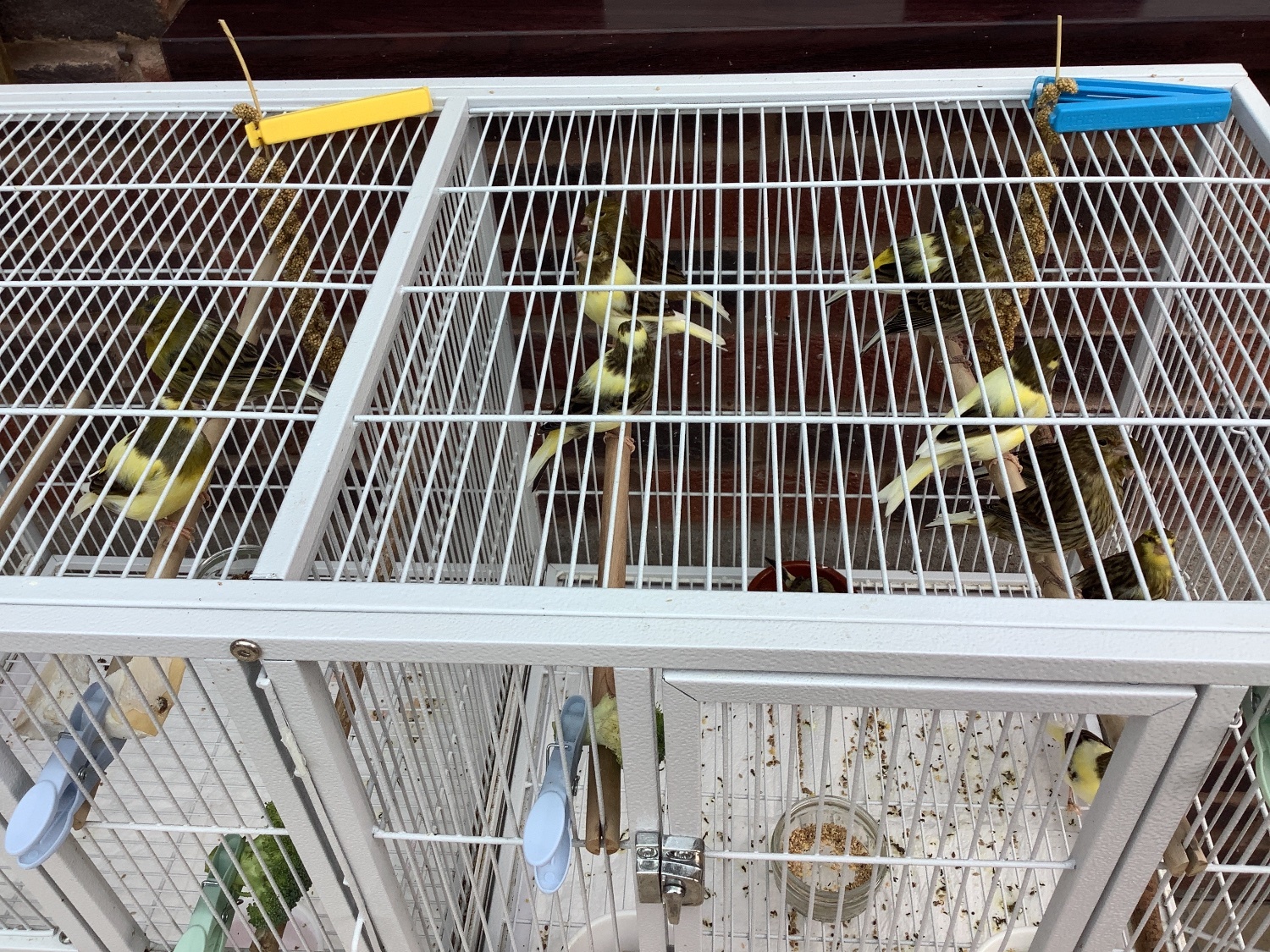 Canaries - {TYPE}