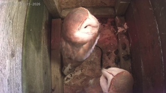Barn Owls for sale 