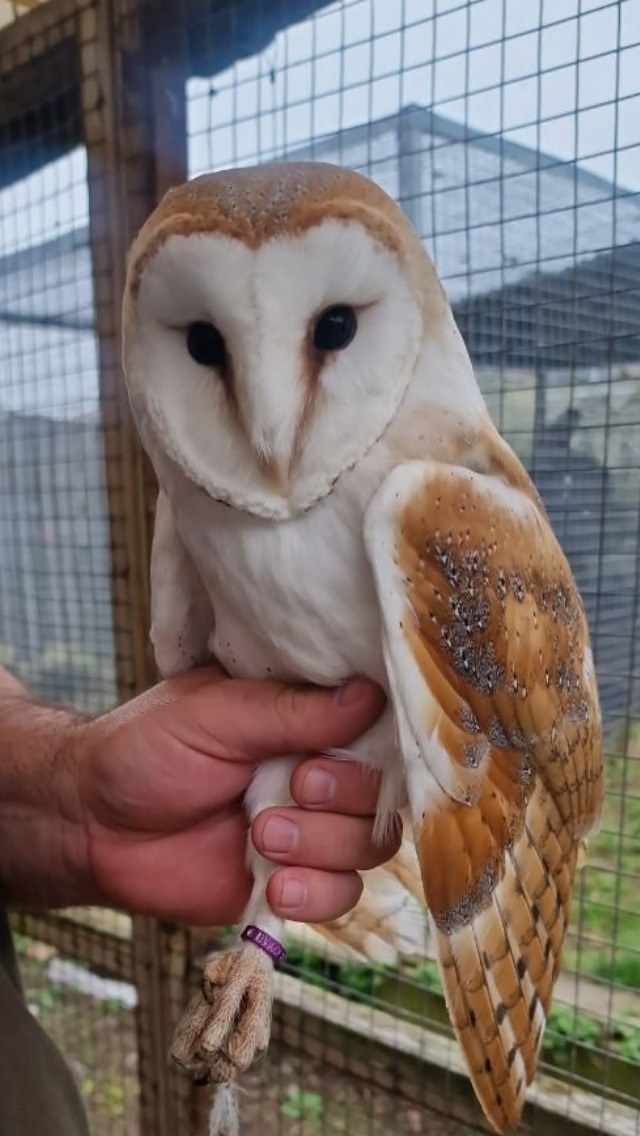 Owls - {TYPE}