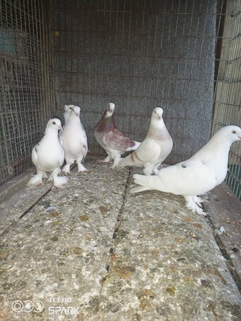 6 dropper pigeons
