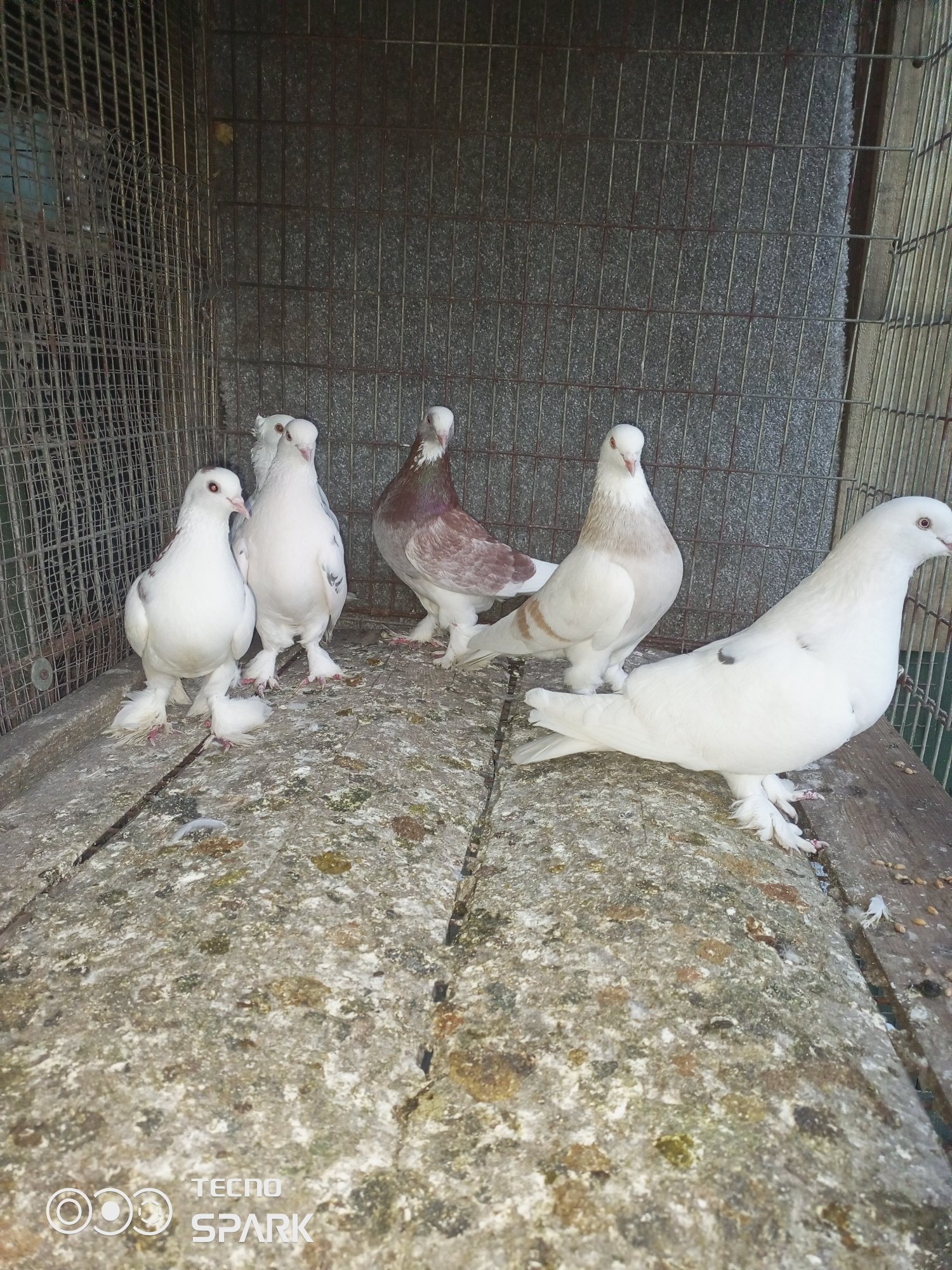 6 dropper pigeons in {LOCATION}