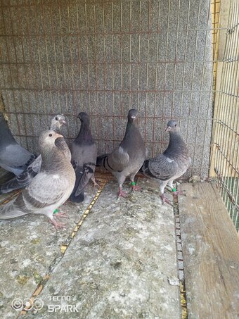 Young english tippler 6 a£25 each bodens.