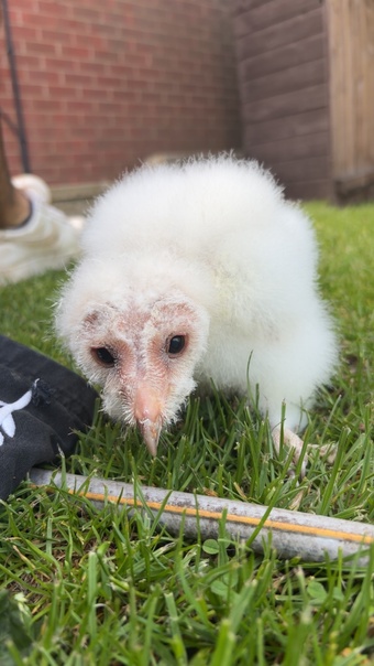 Hand reared Barn Owl Chick