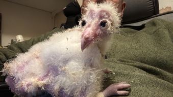 Barn Owl Owlets for sale 