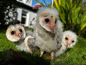Barn Owl Owlets for sale 