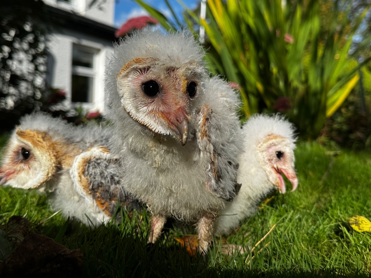 Owls