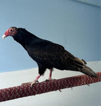 Male turkey vulture