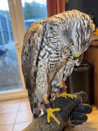 50/50 male goshawk