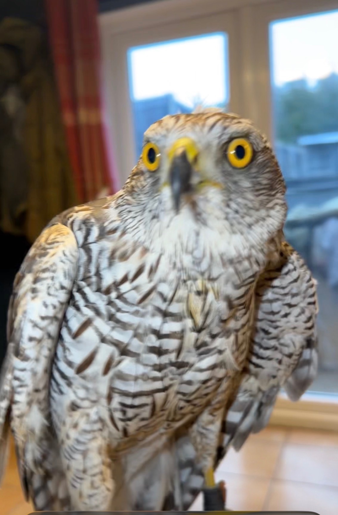 Hawks