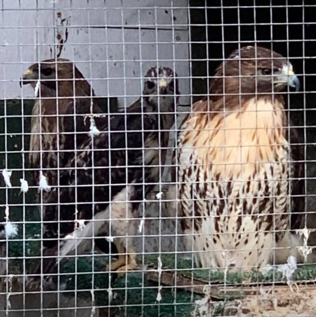 Buzzards