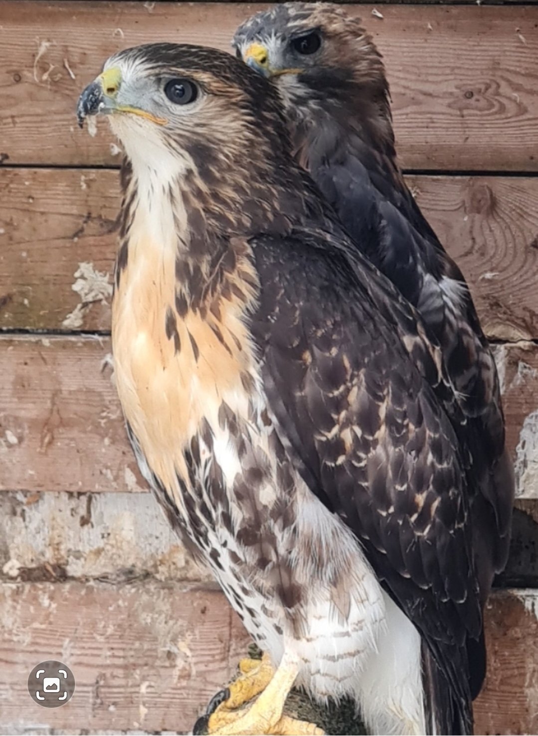 Buzzards - {TYPE}