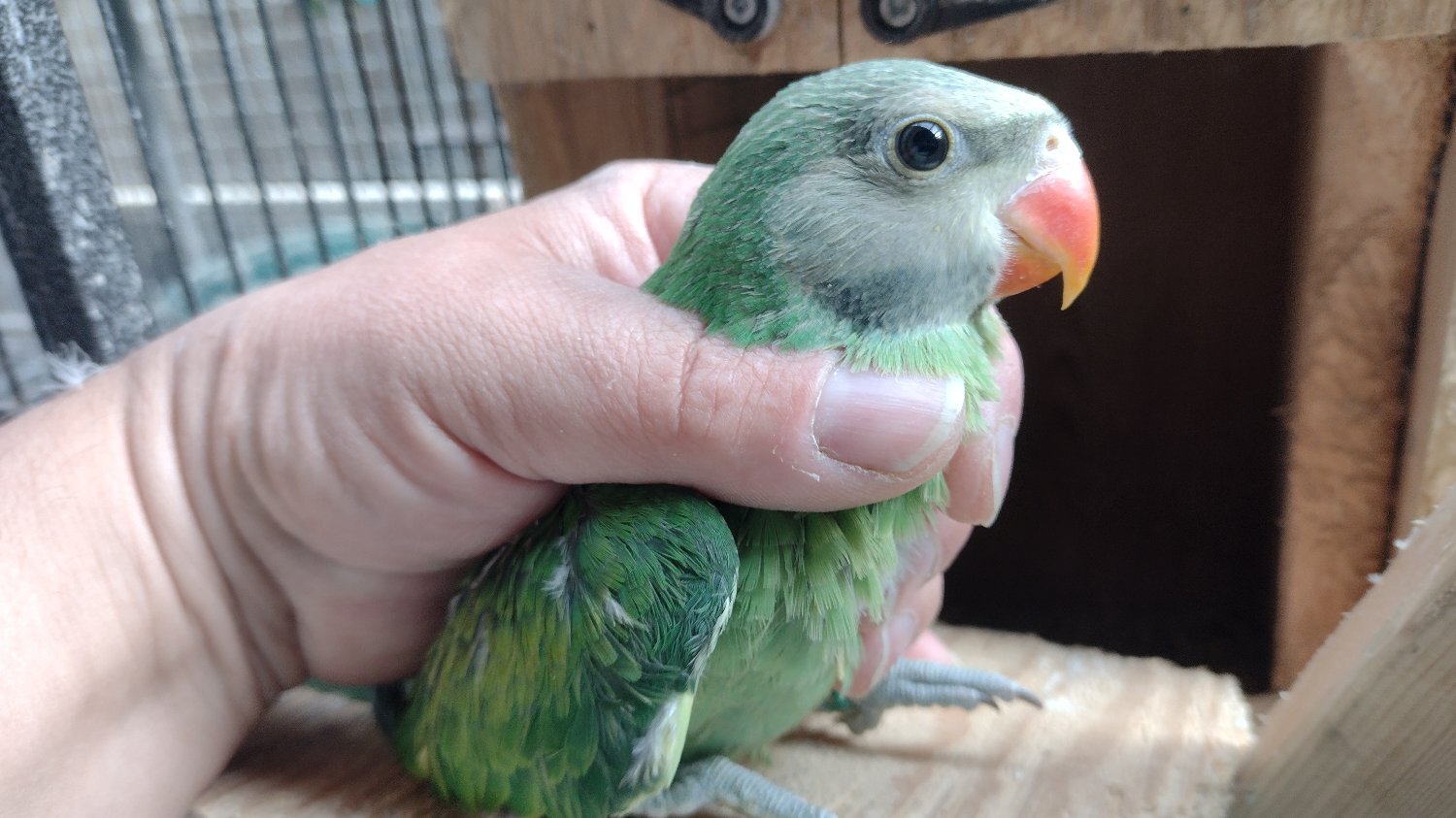 Parakeets