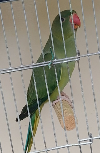 Reduced price Baby ringneck and moustache for sale