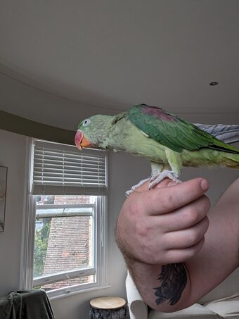 Hand reared alexandrine 