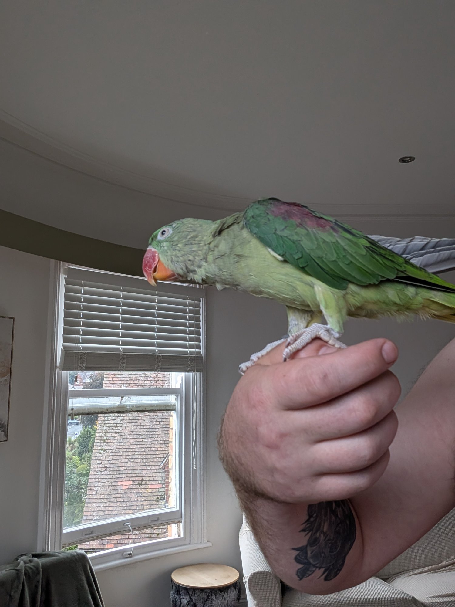Hand reared alexandrine  in {LOCATION}