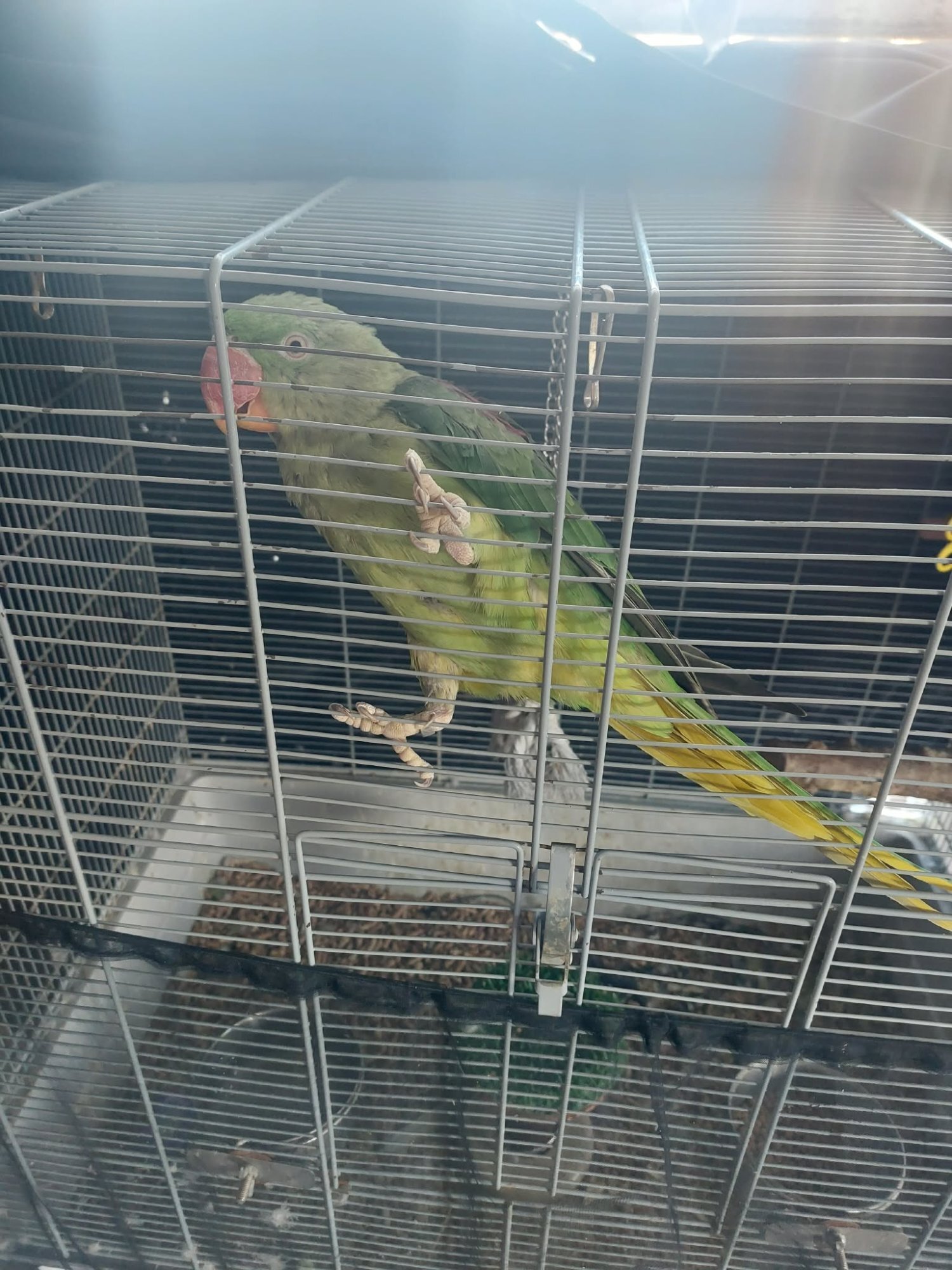 Other Parrots