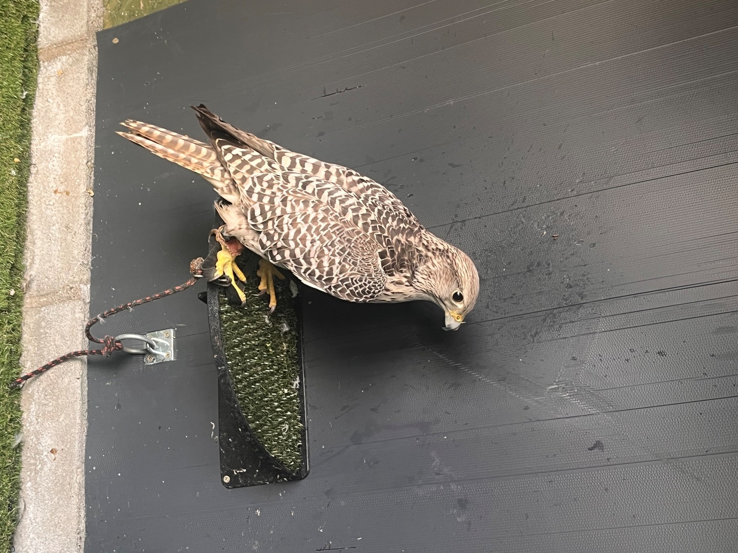 Gyr/Saker Female 7/8th for sale in {LOCATION}